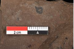 Foto (Detailansicht) von Cystoseira communis Unger (NHMW-GEO-2024-0188-0101)